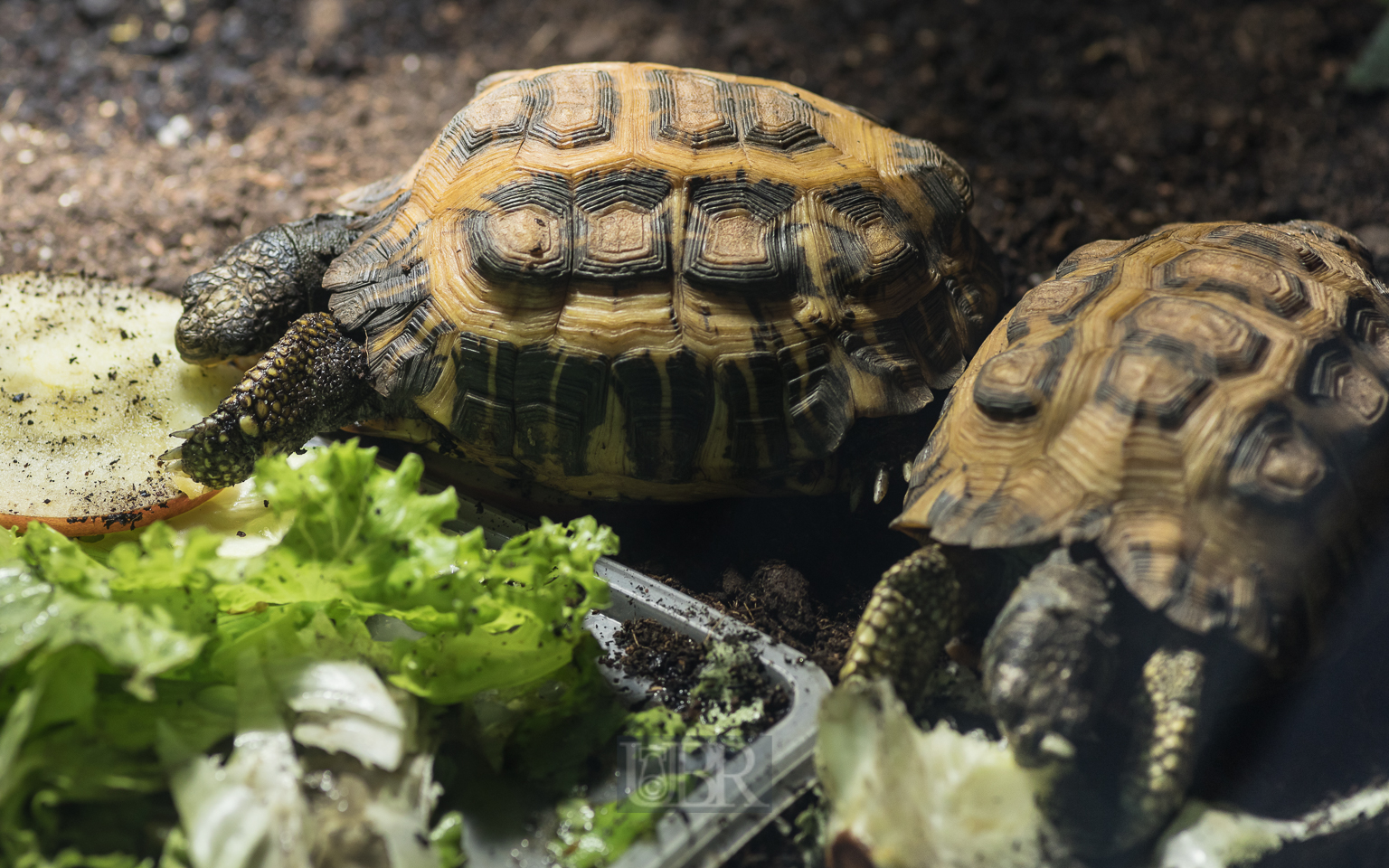 Testudo hermanni hermanni