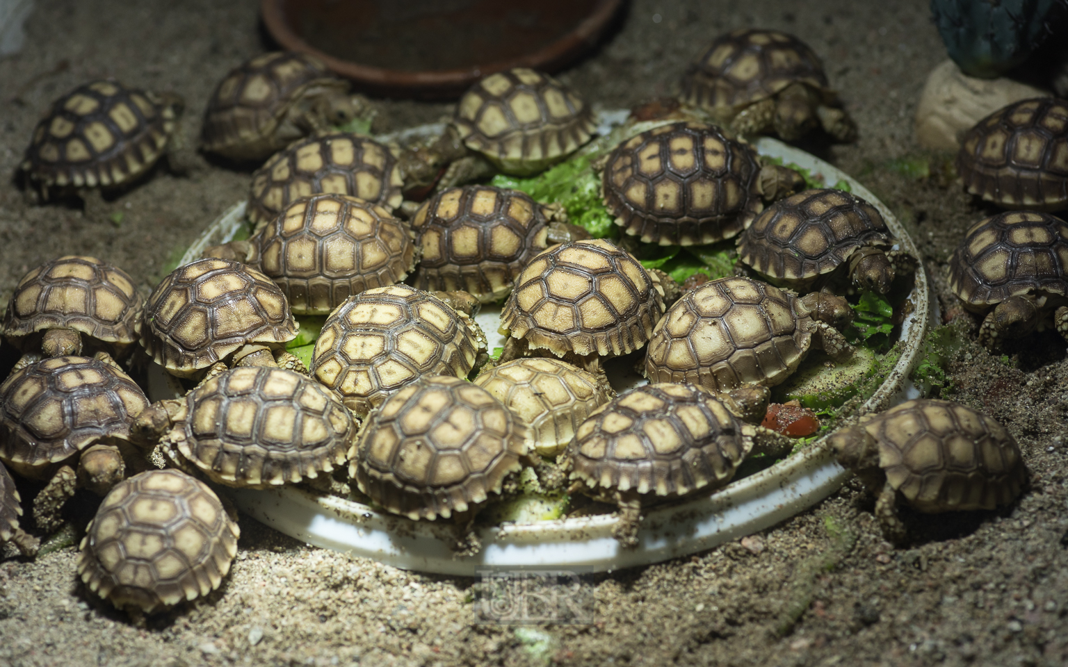 Spornschildkröten Kinderstube