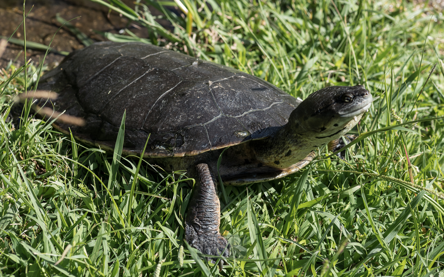 Schlangenhals-Schildkröte