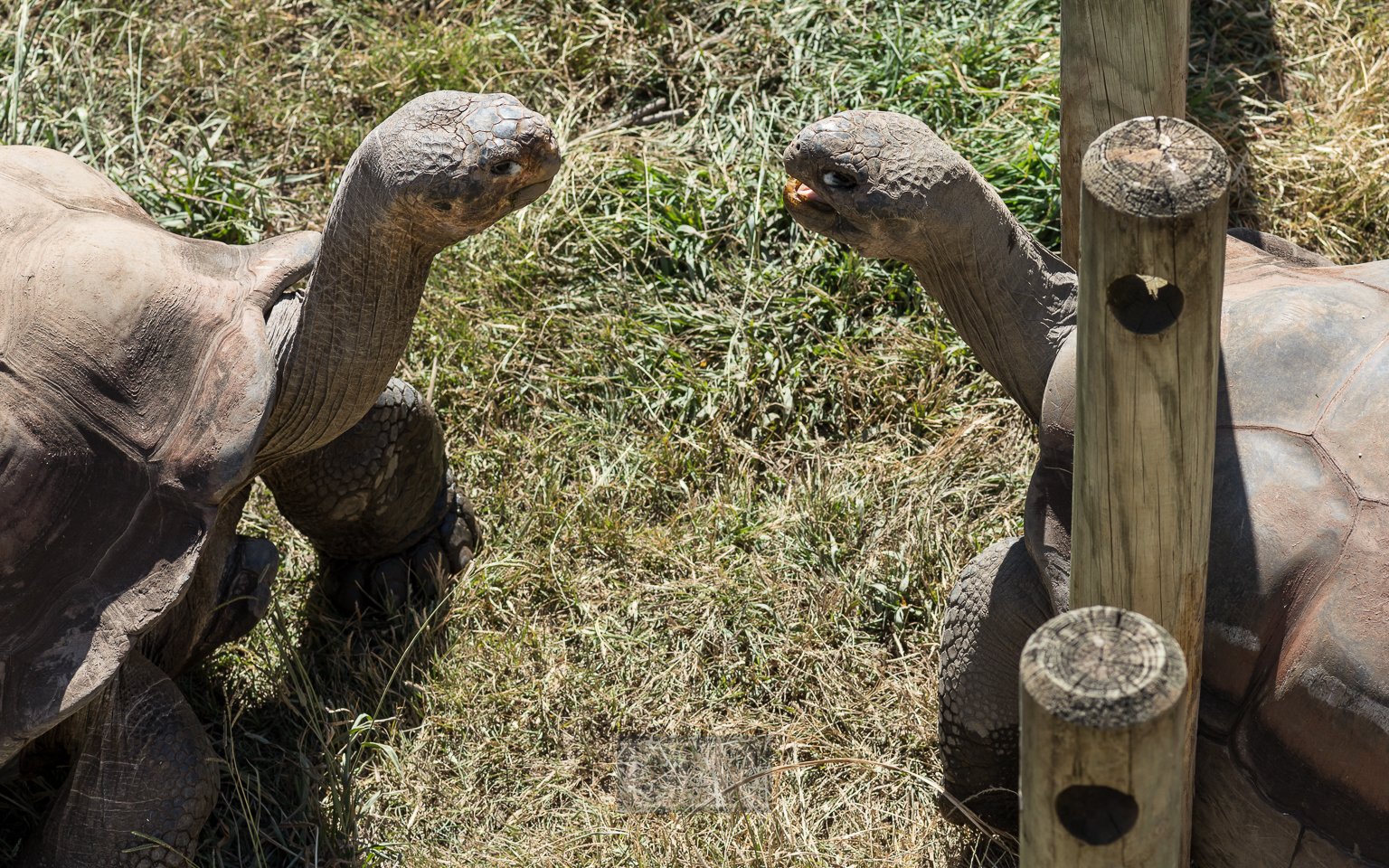 Grüße von den Galapagos - Inseln