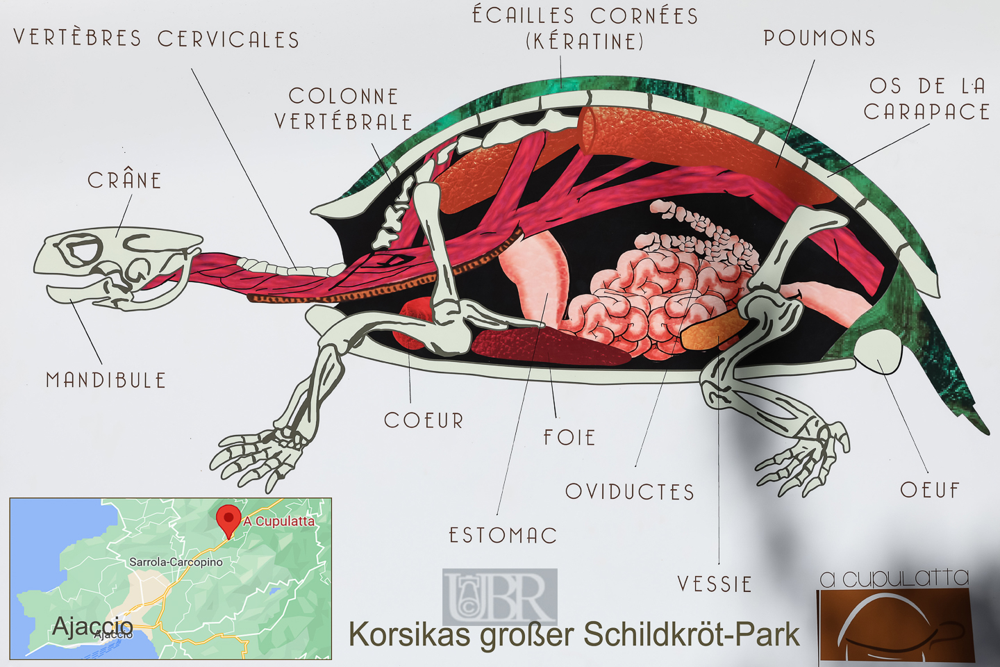 Innenleben von Schildkröten