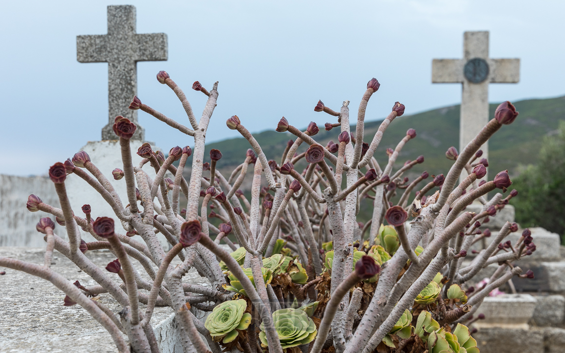 rogliano_friedhof_01