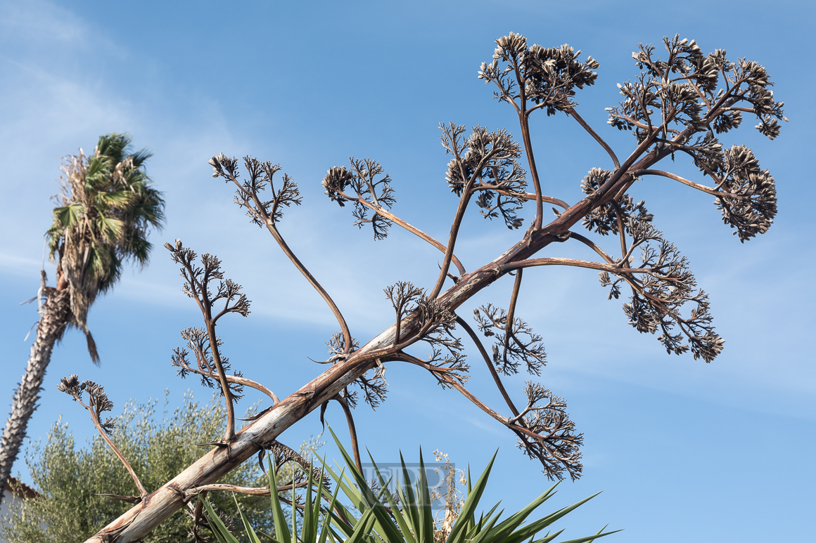 Verdorrte BlÃ¼ten einer Agave