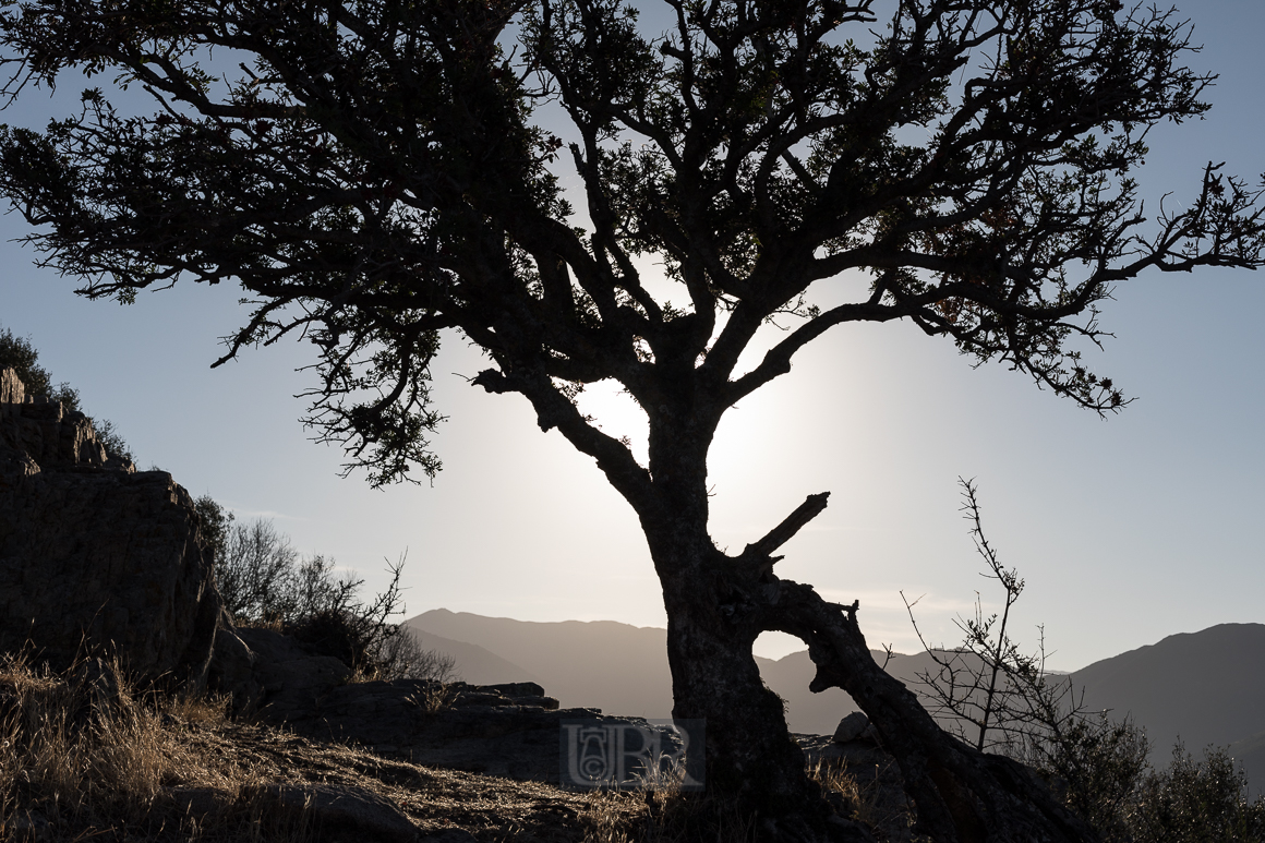 Auf dem HÃ¼gel vor der Sonne steht der Baum