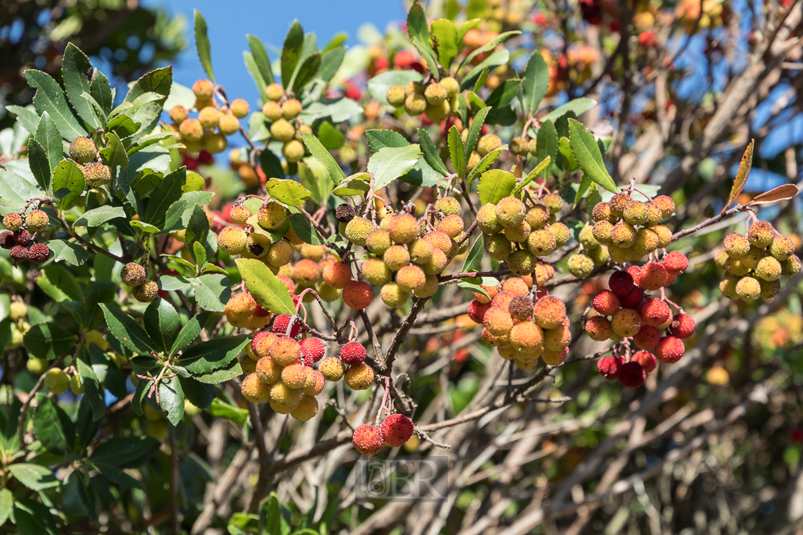 Erbeerbaum mit leckeren FrÃ¼chten