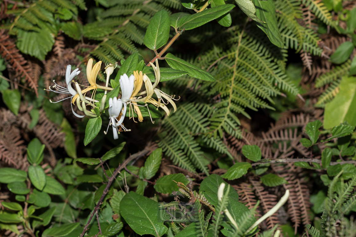 GeiÃblatt mit duftender BlÃ¼te