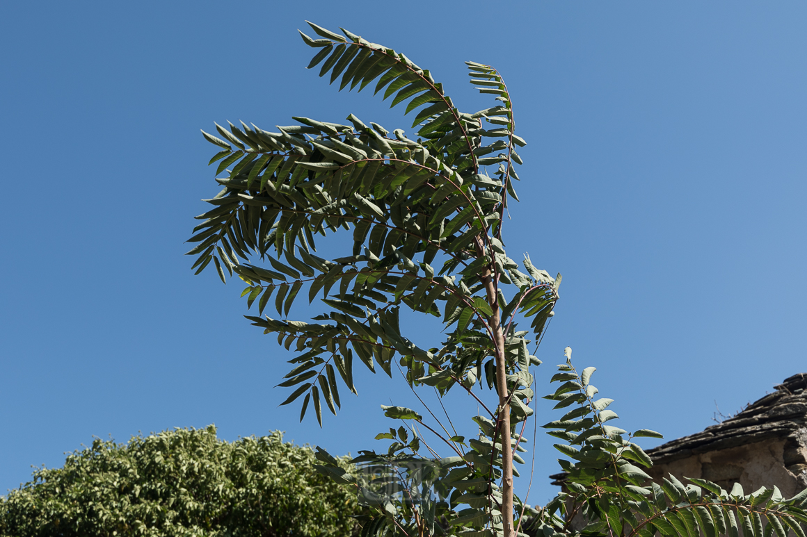 Alianthus oder auch GÃ¶tterbaum - dem Sturm ausgesetzt