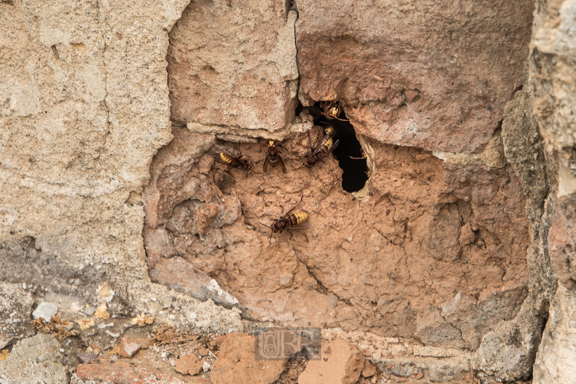 Hornissennest in der Friedhofsmauer