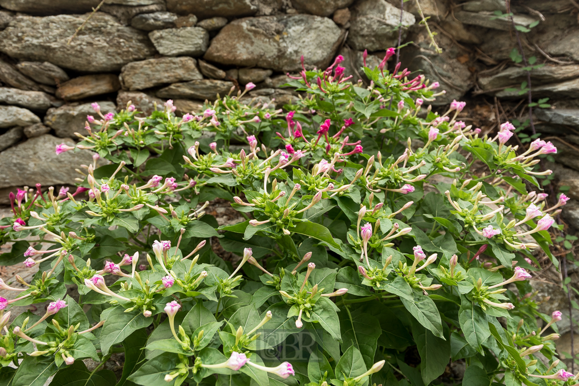 Wunderblume 'Mirabilis' vor der Steinmauer