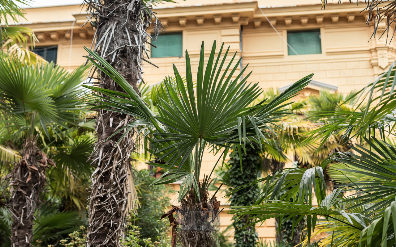 Opatija - Hotels Häuser Museen - und subtropische Vegetation