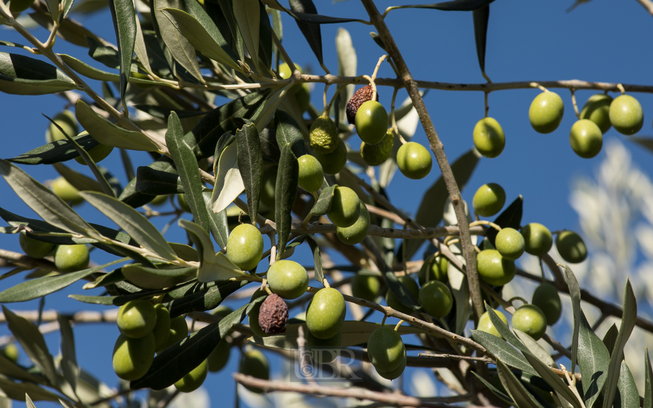 Oliven im großen Garten