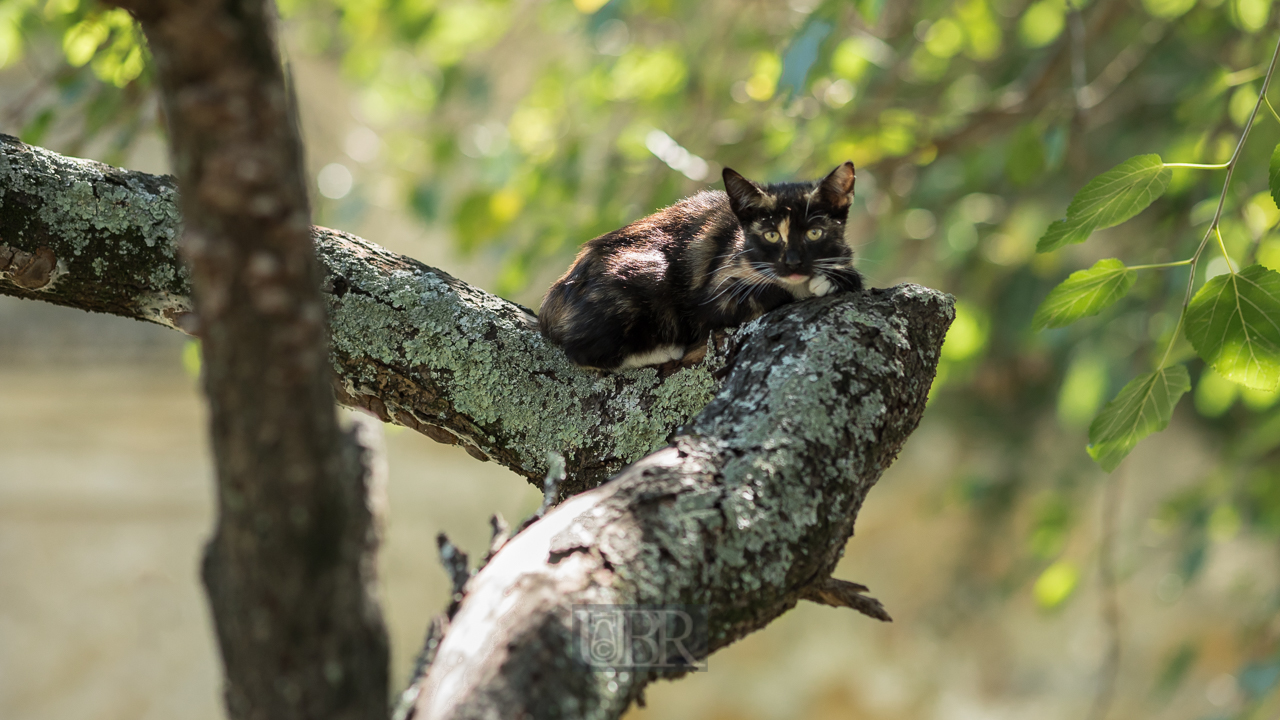 Viele Katzen mit viel Freiheit in Kroatien