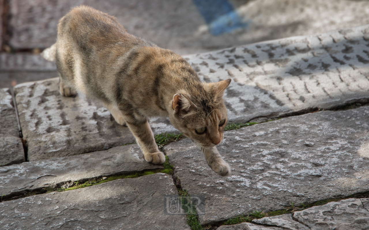 Viele Katzen mit viel Freiheit in Kroatien