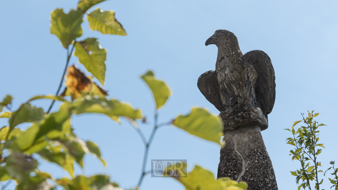 Dieser Raubvogel ist nicht gefährdet