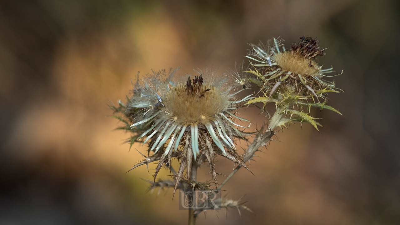 Kratzdistel Blüte