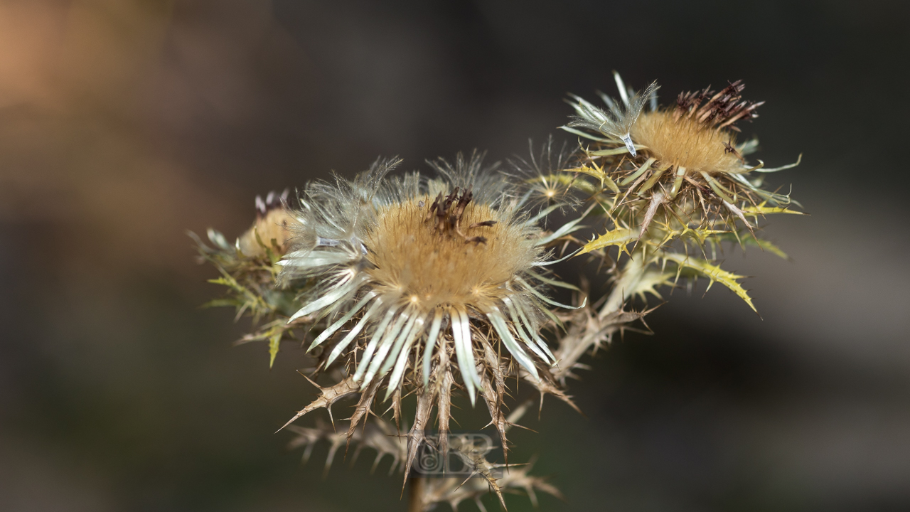 Kratzdistel Blüte