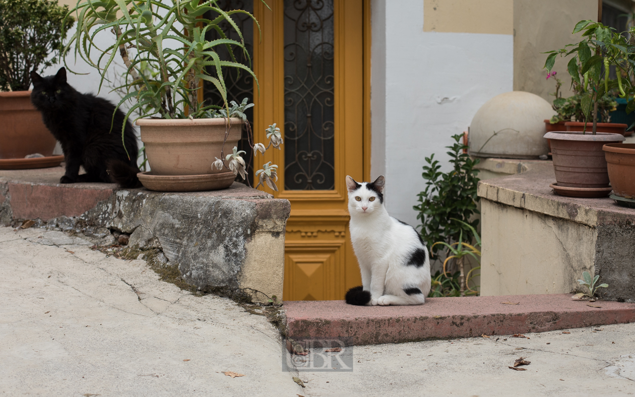 Viele Katzen mit viel Freiheit in Kroatien