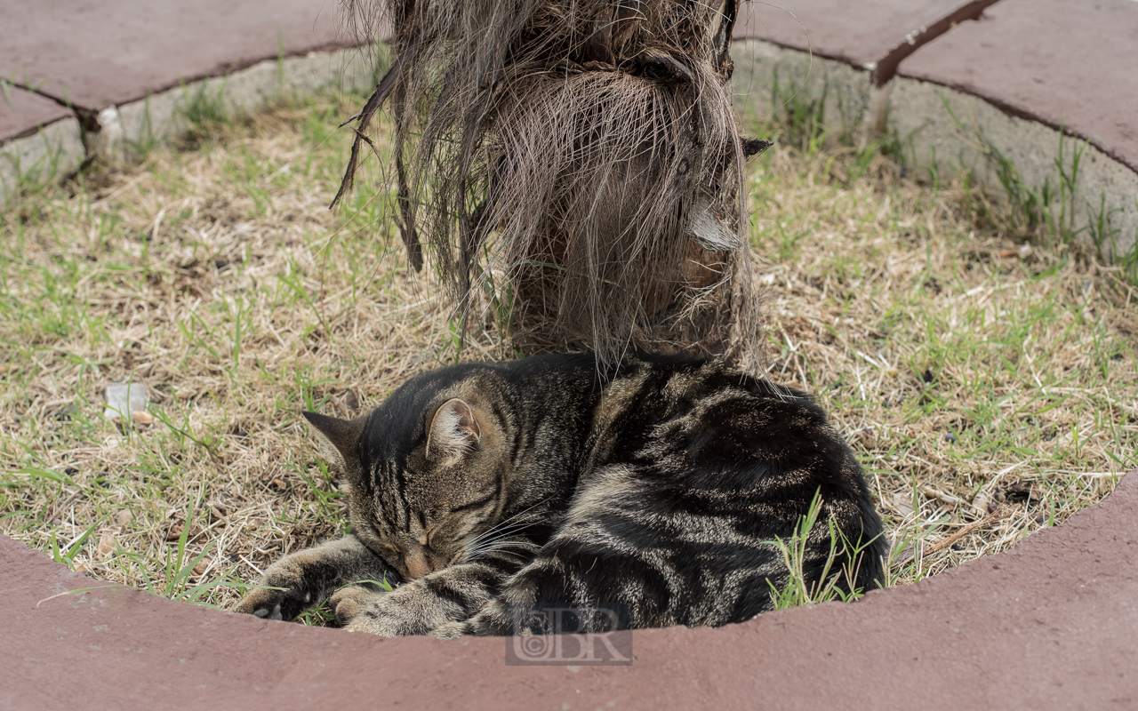 Viele Katzen mit viel Freiheit in Kroatien