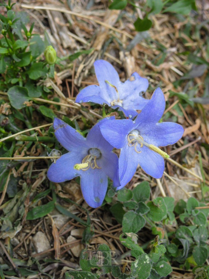 Glockenblumen