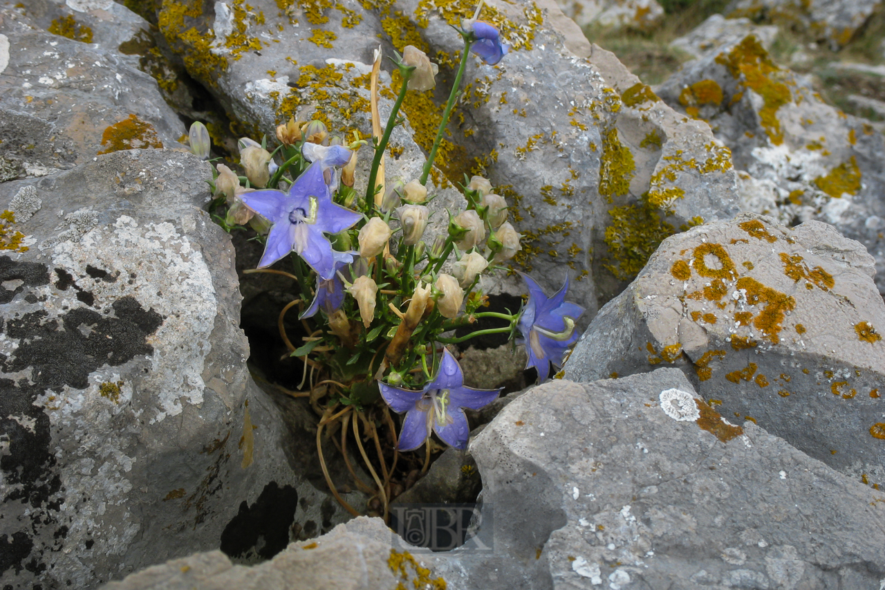 Glockenblumen