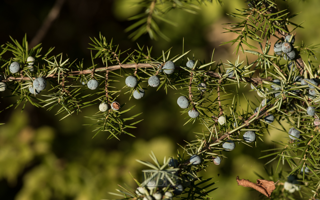 Wacholderbusch mit Beeren