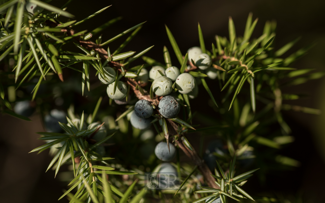 Wacholderbusch mit Beeren