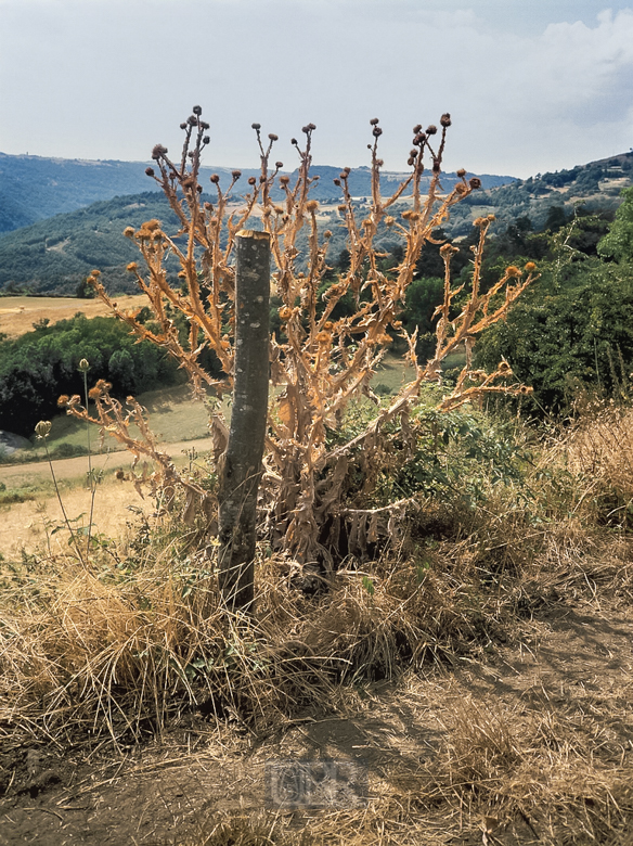 Hochsommer in der Auvergne