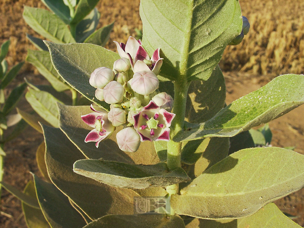 strauch_02_blüte