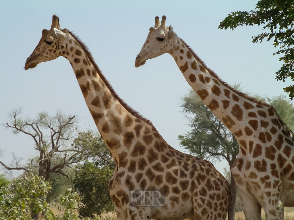 giraffen_5