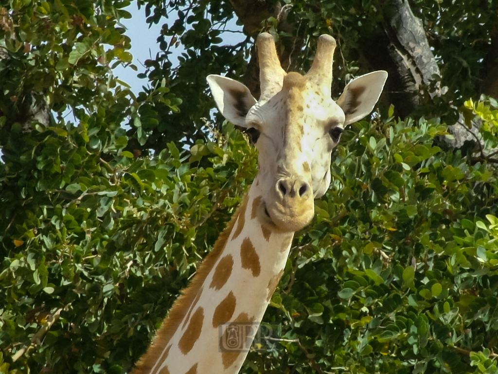 giraffen_9