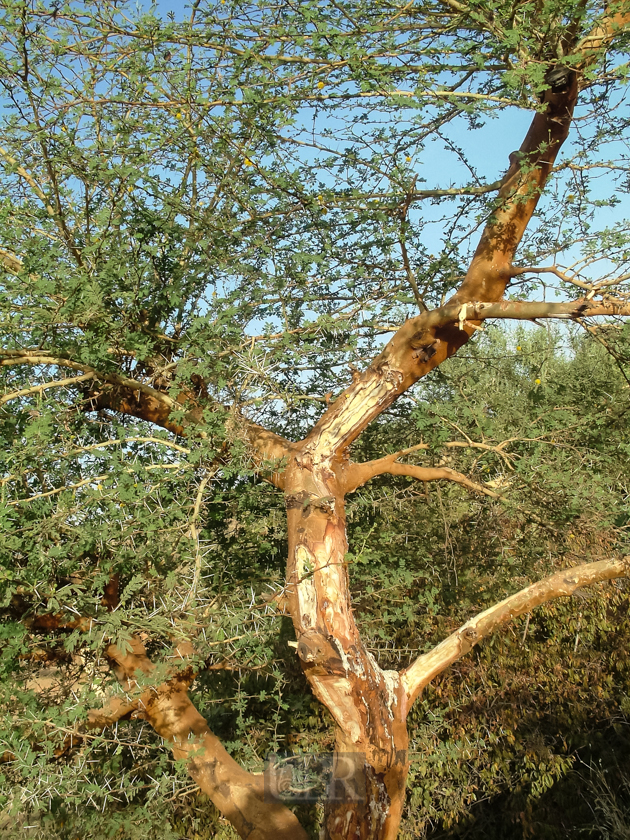 sahel_landschaft_10