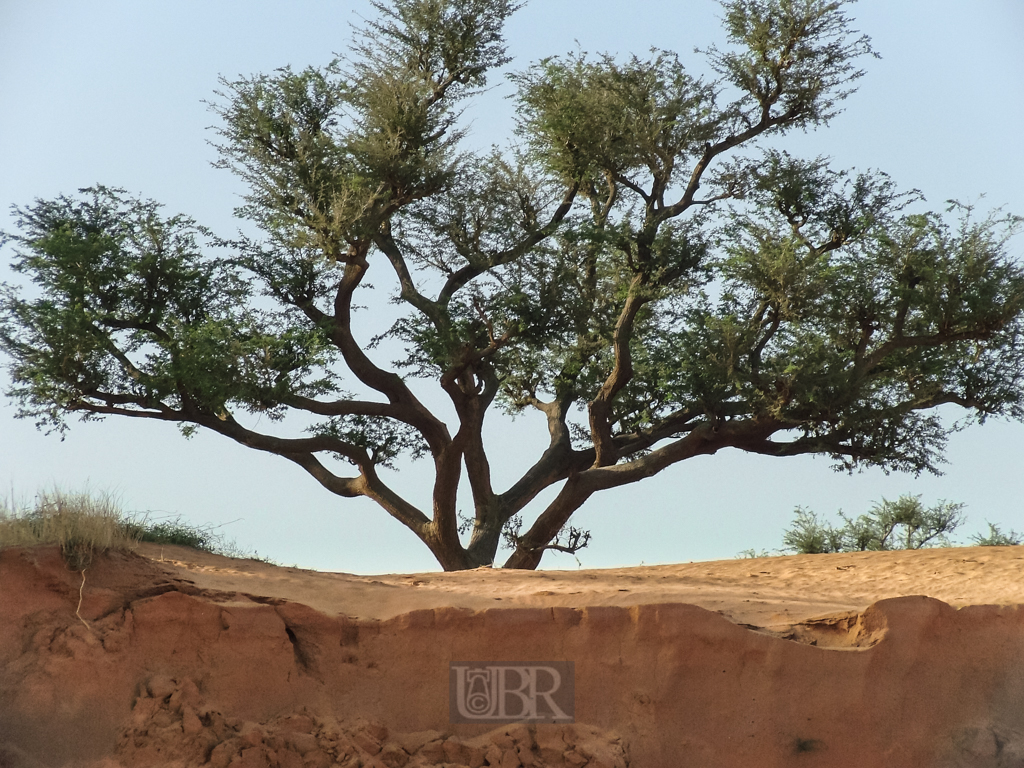 sahel_landschaft_6