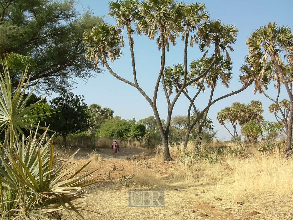sahel_landschaft_8