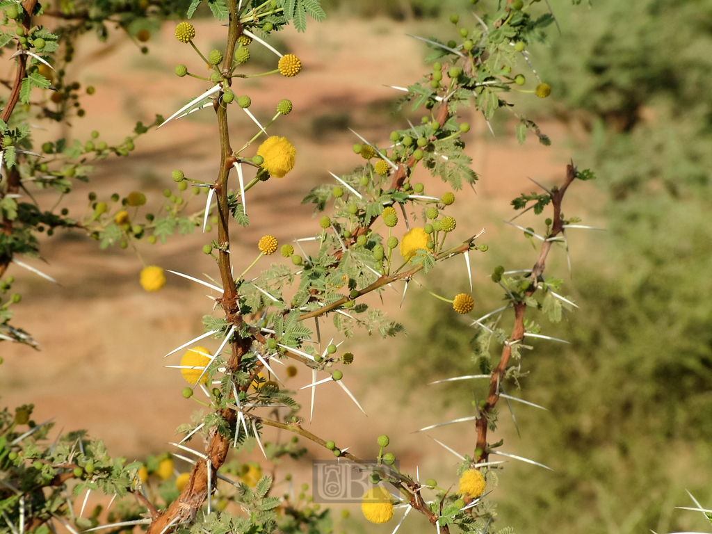 sahel_landschaft_9