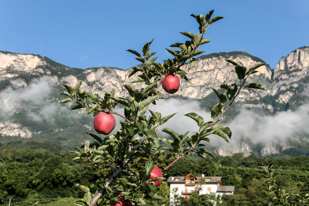 breitbach_aepfel_03