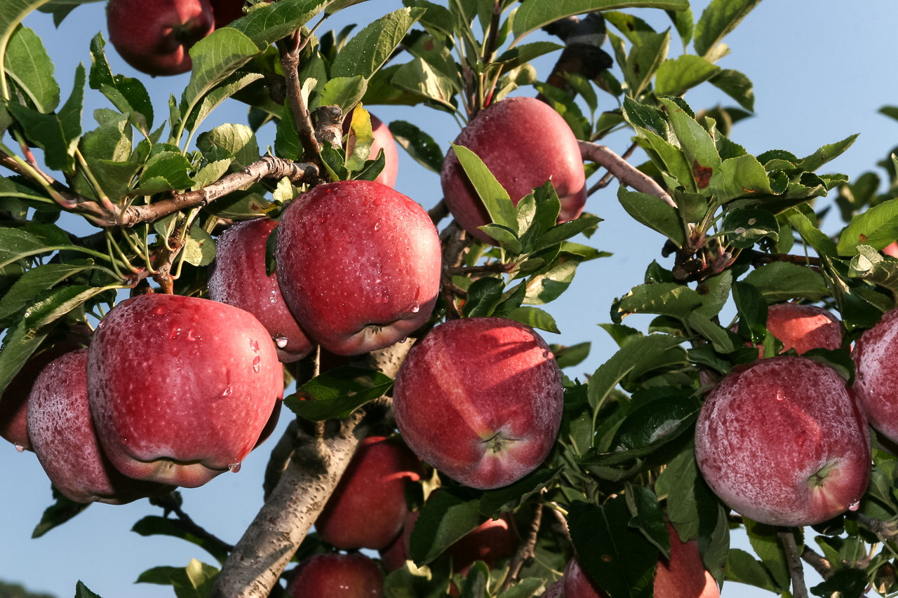 breitbach_aepfel_04_rot