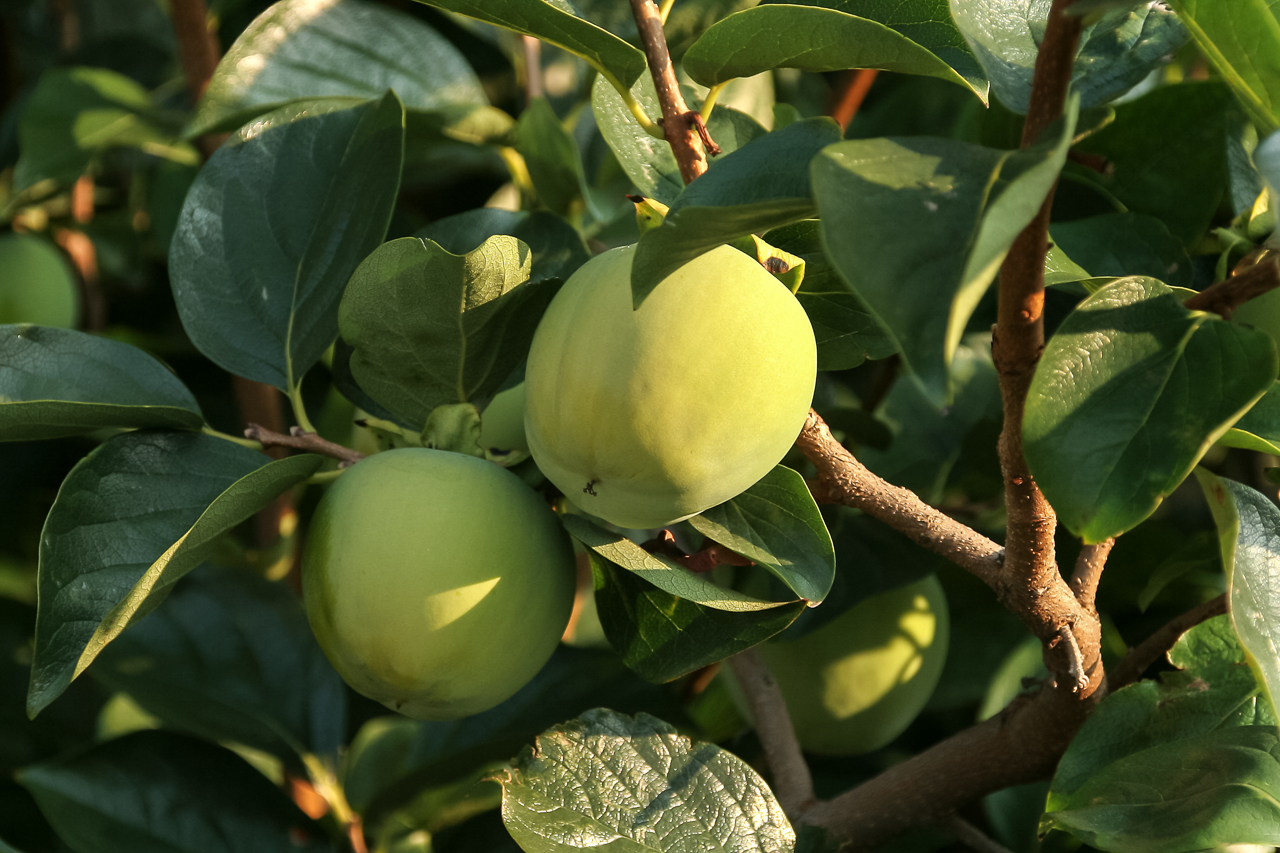 breitbach_frucht_unbekannt