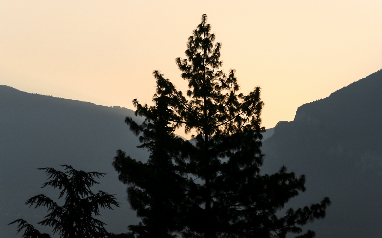 breitbach_kiefer_berge_morgenlicht