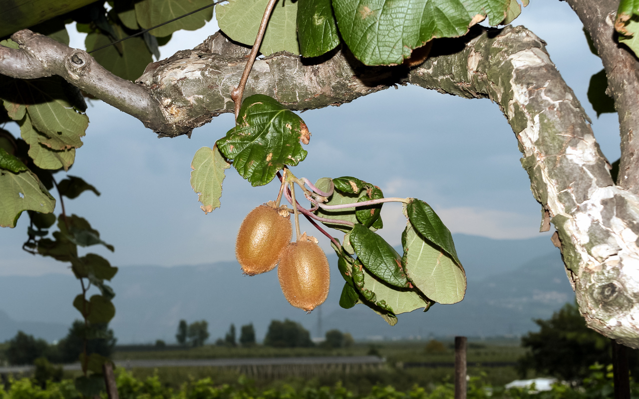 breitbach_kiwi_frucht