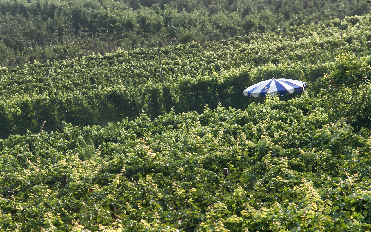 breitbach_sonnenschirm_mit_wein