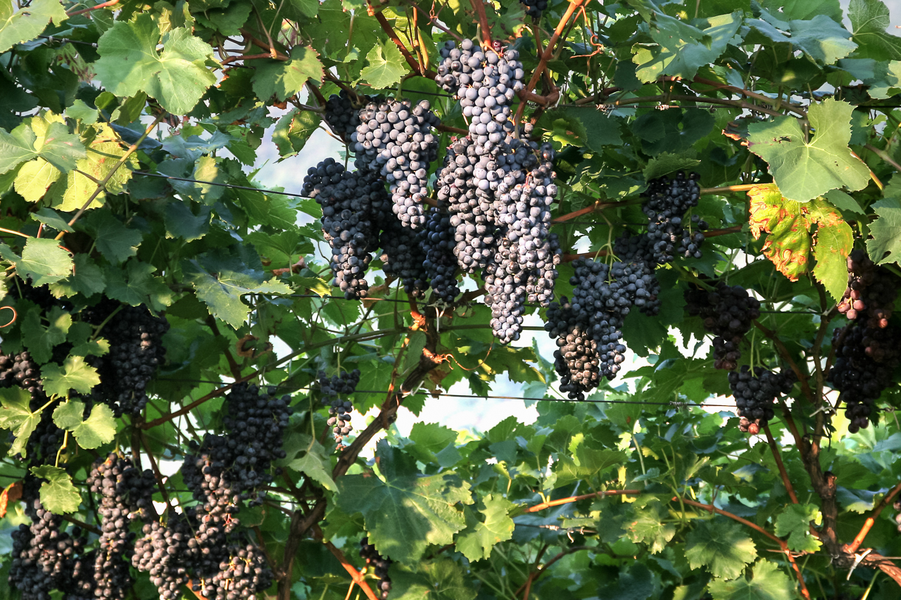 breitbach_wein_04_stoecke_rot