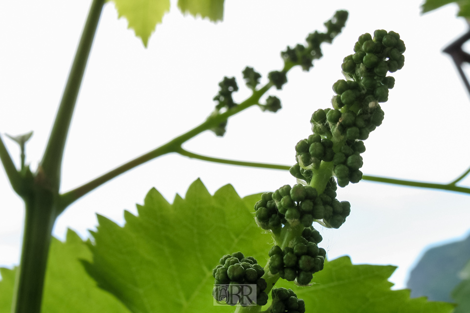 Wein mit Knospen