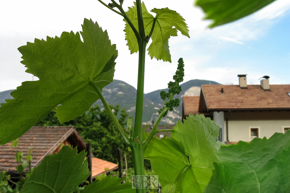 Wein mit Knospen