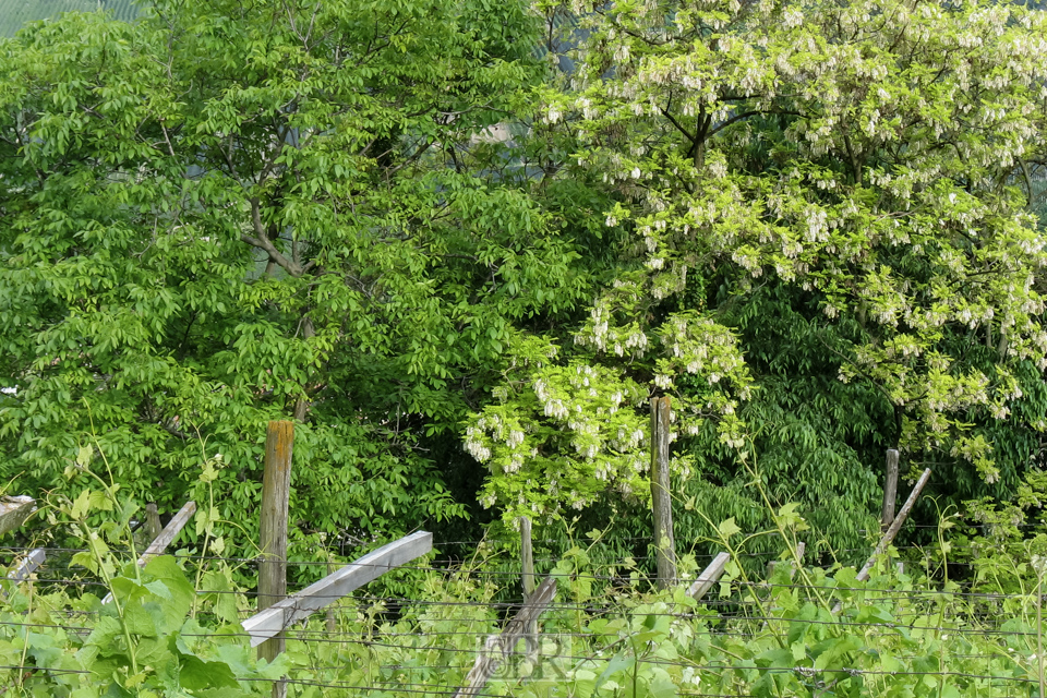 Goldregen am Weinfeld