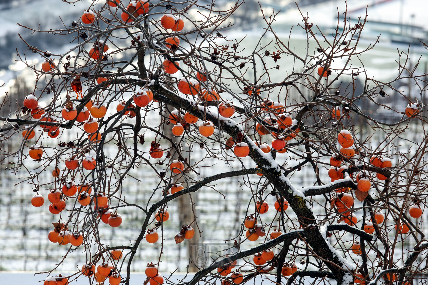 Winterlicher Garten