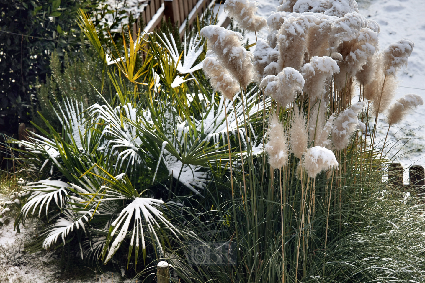 Winterlicher Garten