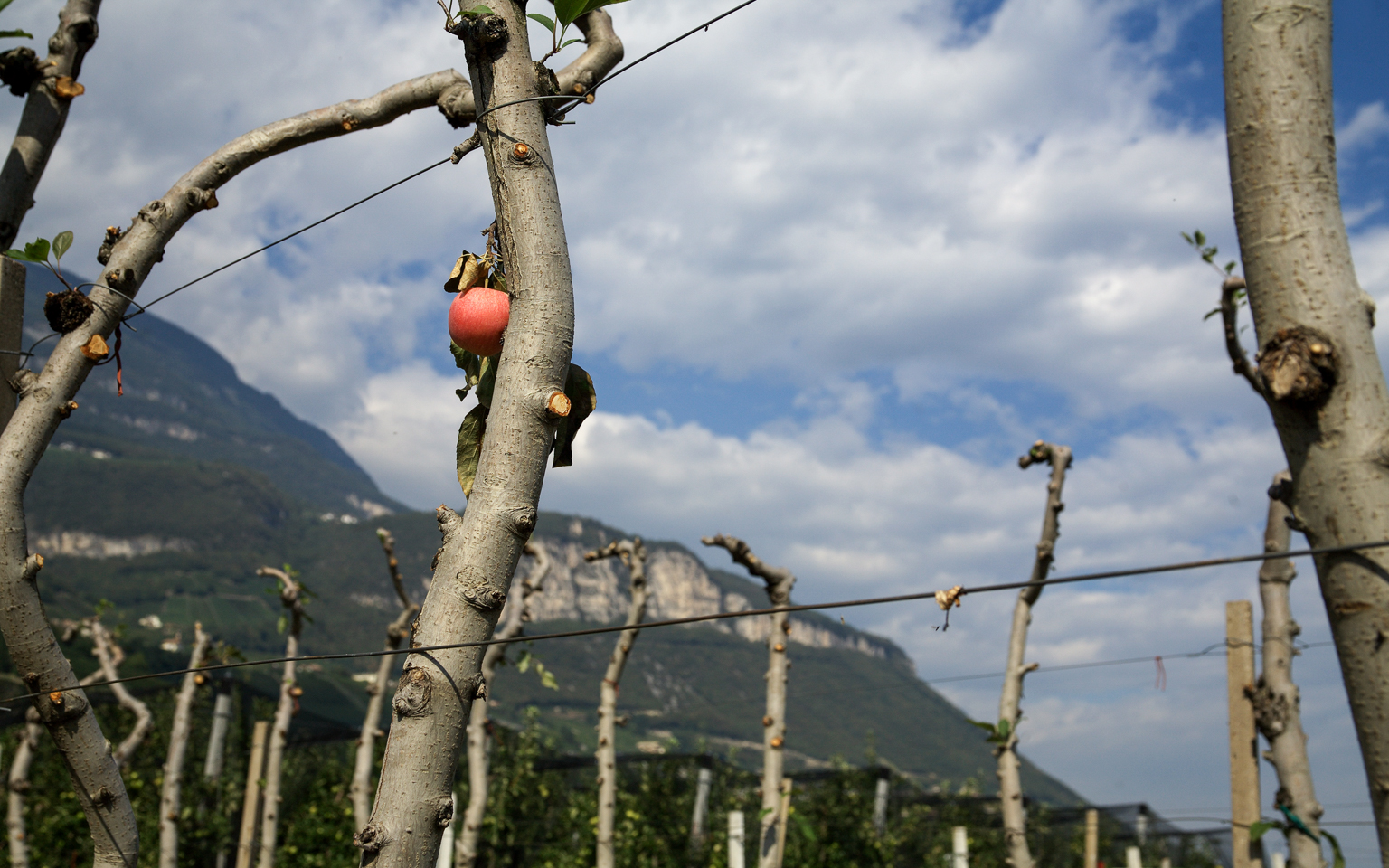 apfel_plantage_01