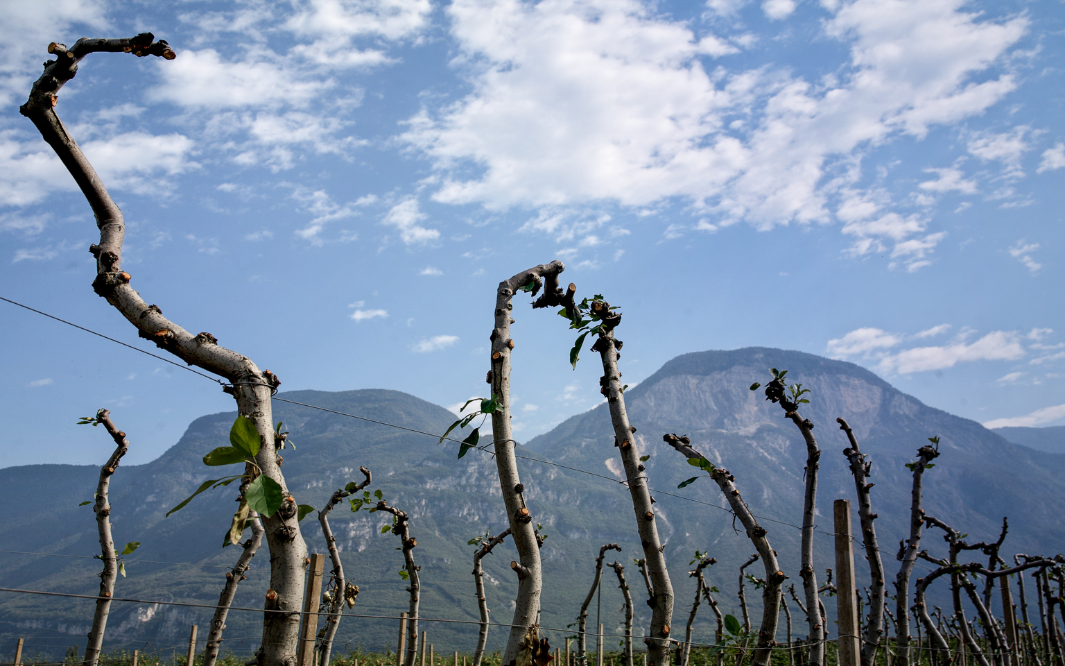 apfel_plantage_02