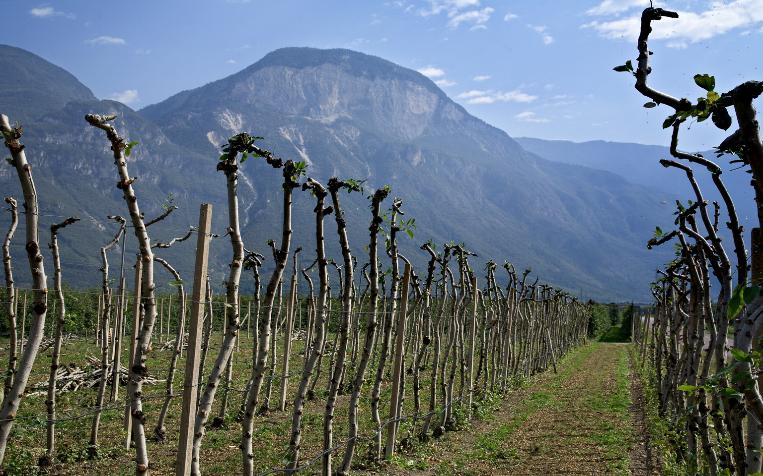 apfel_plantage_03