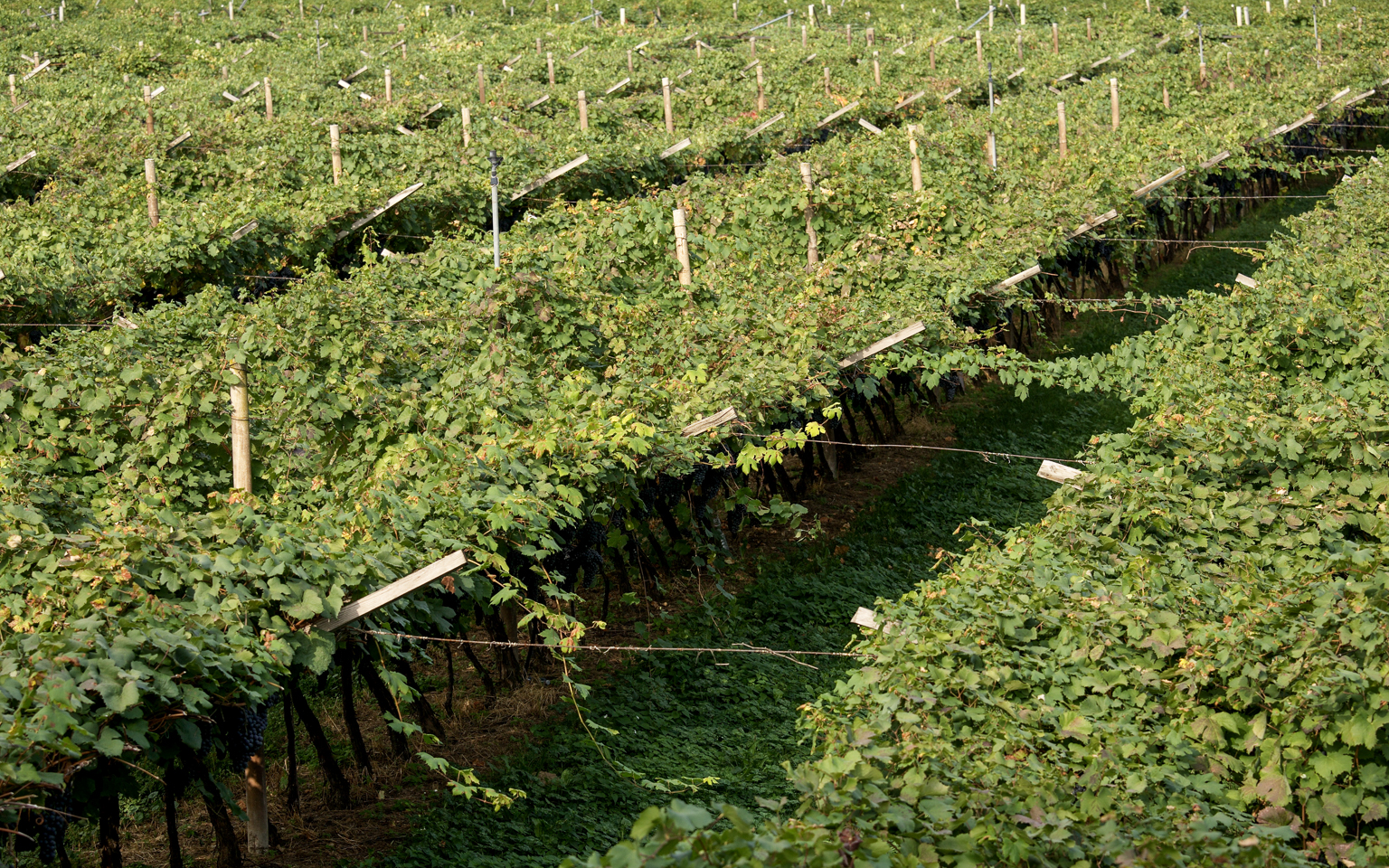 wein_mezzocorona_02